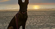 Baya participe au concours pour gagner de l'argent avec cette photo : dog, canine, pet, sitting, silhouette, pointy_ears, leash, collar, beach, seaside, ocean, sunset, sunrise, sky, clouds, reflection, rocks, shoreline, outdoors, portrait