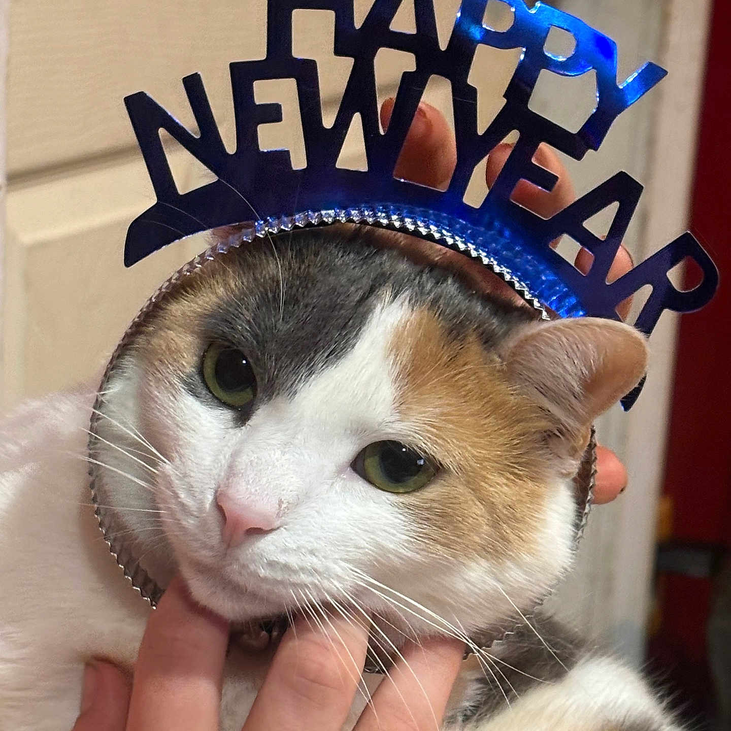 Rugger is registered to the contest to win money with this photo: animal, calico, cat, celebration, closeup, cute, domestic_animal, ears, eyes, face, fur, hand, headband, holiday, indoor, new_year, pet, pink_nose, portrait, whiskers