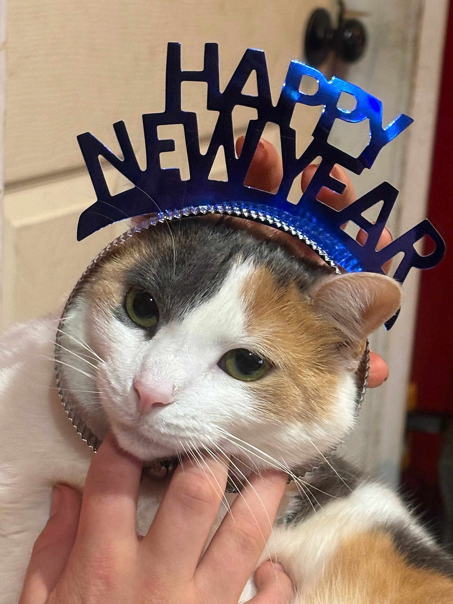 Rugger is registered to the contest to win money with this photo: animal, calico, cat, celebration, closeup, cute, domestic_animal, ears, eyes, face, fur, hand, headband, holiday, indoor, new_year, pet, pink_nose, portrait, whiskers