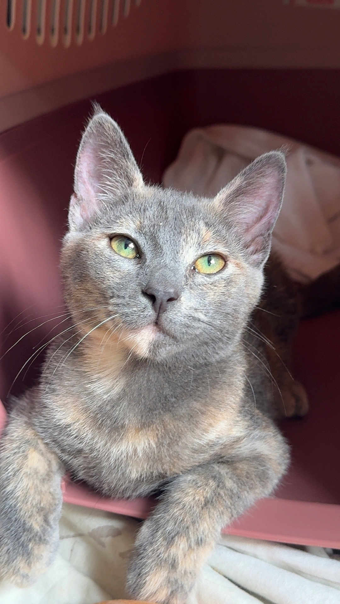 Arya