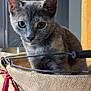 Arya participe au concours pour gagner de l'argent avec cette photo : animal, basket, burlap, cat, closeup, curious, domestic_cat, ears, eyes, face, feline, gray_cat, indoor, pet, quiet, red_ribbon, still_life, whiskers, wire_basket, wood_floor