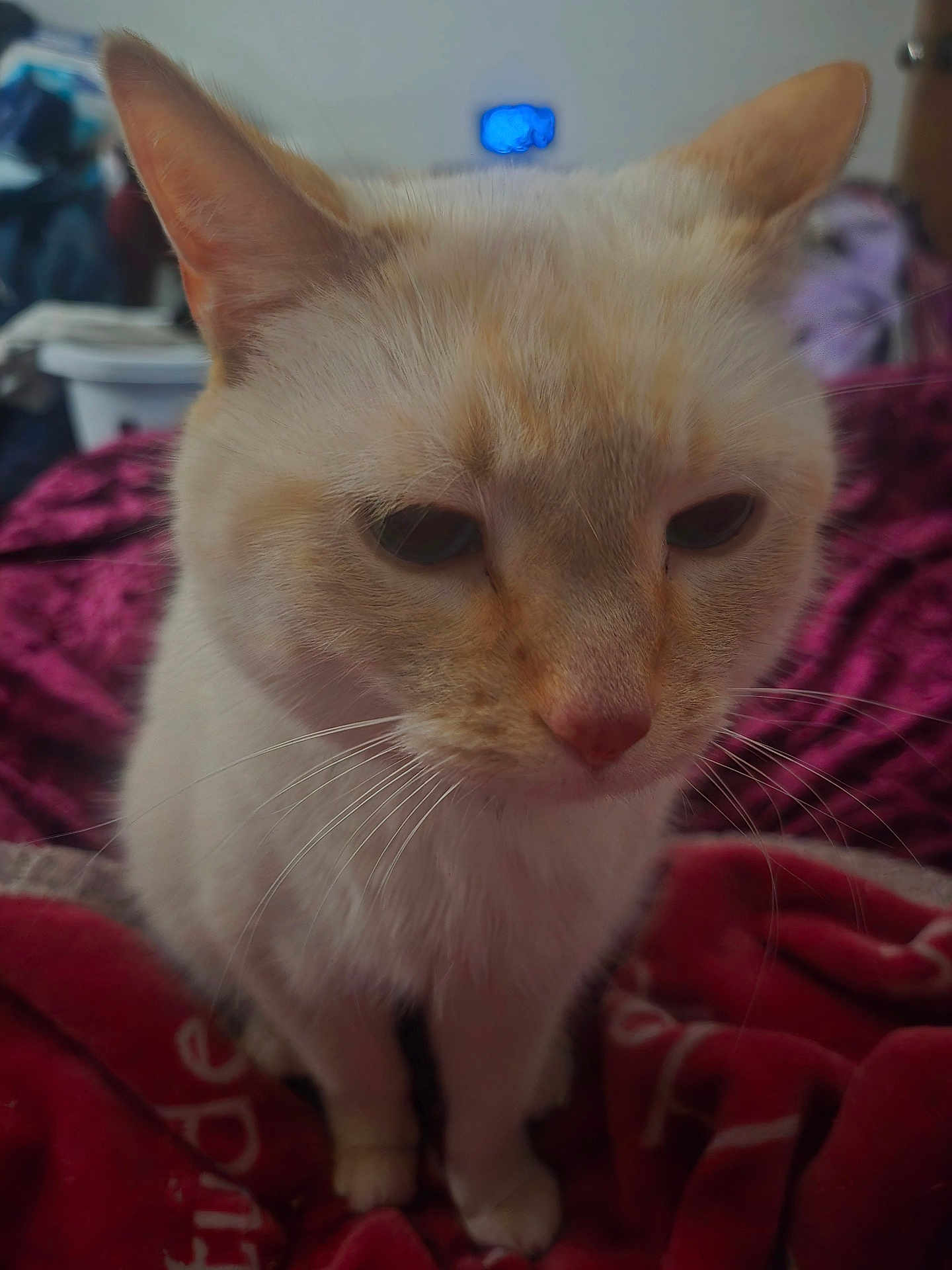 Oliver joined the competition — help win amazing prizes! cat, cream_colored, whiskers, ears, close_up, pet, feline, indoor, blanket, red_blanket, fur, sitting, calm, sleepy, face, animal, domestic_cat, soft_focus, background_blur, household