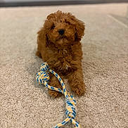 Arlo participe au concours pour gagner de l'argent avec cette photo : puppy, dog, toy, rope_toy, carpet, indoor, pet, cute, fur, brown, curly_hair, playful, animal, small_dog, lying_down, front_paws, close_up, domestic, adorable, cozy