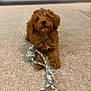 puppy, dog, toy, rope_toy, carpet, indoor, pet, cute, fur, brown, curly_hair, playful, animal, small_dog, lying_down, front_paws, close_up, domestic, adorable, cozy