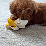 puppy, dog, toy, banana_toy, carpet, brown_fur, cute, pet, indoor, playful, animal, fur, small_dog, lying_down, close_up, nose, ears, chewing, domestic_animal, young