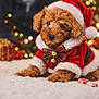 puppy, dog, christmas, holiday, santa_suit, red_clothing, bow, bells, carpet, indoor, christmas_tree, decorations, gift, blurred_background, cute, pet, festive, small_dog, animal, holiday_season