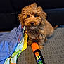 animal, blanket, brown_fur, carpet, colorful, companion, curly_fur, cute, dog, fabric, floor, household, indoor, looking_up, pet, playful, puppy, small_dog, toy, young_dog