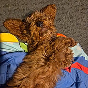 Arlo participe au concours pour gagner de l'argent avec cette photo : adorable, animal, blanket, brown, carpet, colorful, companion, cozy, cute, dog, fluffy, fur, indoor, lying_down, mammal, paws, pet, relaxed, resting, sleepy