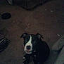 Nova Mae is registered to the contest to win money with this photo: puppy, dog, black_and_white, carpet, indoor, floor, pet, animal, cute, small, sitting, looking_up, ears, eyes, mouth, paws, home, cozy, young, curious