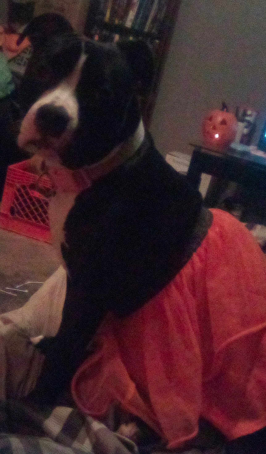 Nova Mae joined the competition — help win amazing prizes! dog, black_and_white, towel, indoor, pumpkin, decoration, blurred, pet, animal, carpet, furniture, table, orange, cozy, holiday, halloween, soft_lighting, background, sitting, domestic