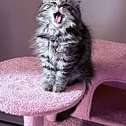 Luna is registered to the contest to win money with this photo: kitten, cat, tabby, furry, pet, meowing, pink, cat_tree, collar, bell, indoor, cute, fluffy, animal, domestic_cat, feline, playful, young, sitting, funny