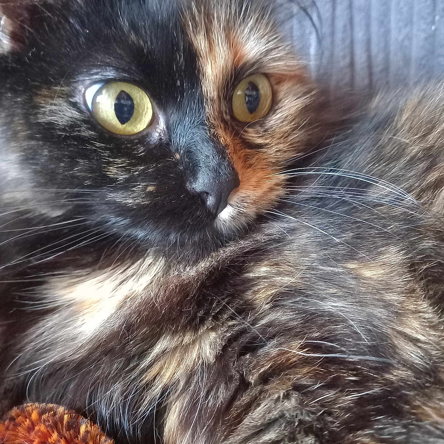 Valerie Bert -Erboul