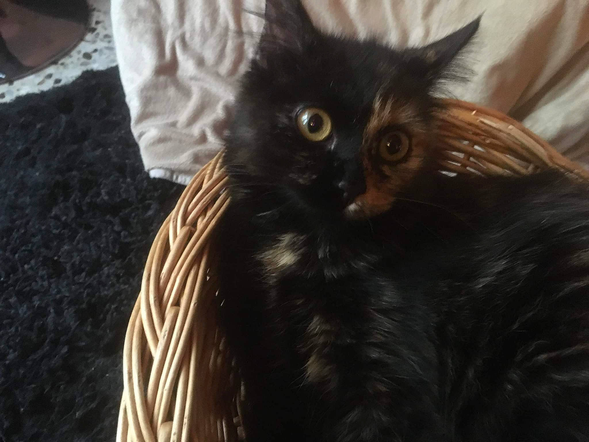 Lola participe au concours pour gagner de l'argent avec cette photo : black_cat, bombay, carnivore, cat, claw, eye, felidae, fur, iris, liver, small_to_medium_sized_cats, snout, tail, terrestrial_animal, whiskers