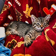 Achile a rejoint le concours — aidez-le/la à gagner de superbes lots ! kitten, cat, tabby, animal, pet, blanket, red, pattern, holiday, cozy, indoor, resting, cute, fur, whiskers, ears, paw, comfort, relaxation, soft