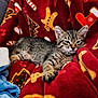 kitten, cat, tabby, animal, pet, blanket, red, pattern, holiday, cozy, indoor, resting, cute, fur, whiskers, ears, paw, comfort, relaxation, soft