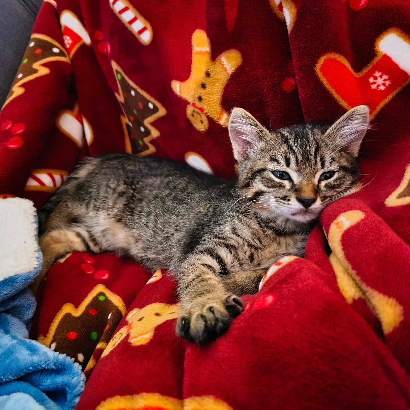 Achile a rejoint le concours — aidez-le/la à gagner de superbes lots ! animal, blanket, cat, comfort, cozy, cute, ears, fur, holiday, indoor, kitten, pattern, paw, pet, red, relaxation, resting, soft, tabby, whiskers