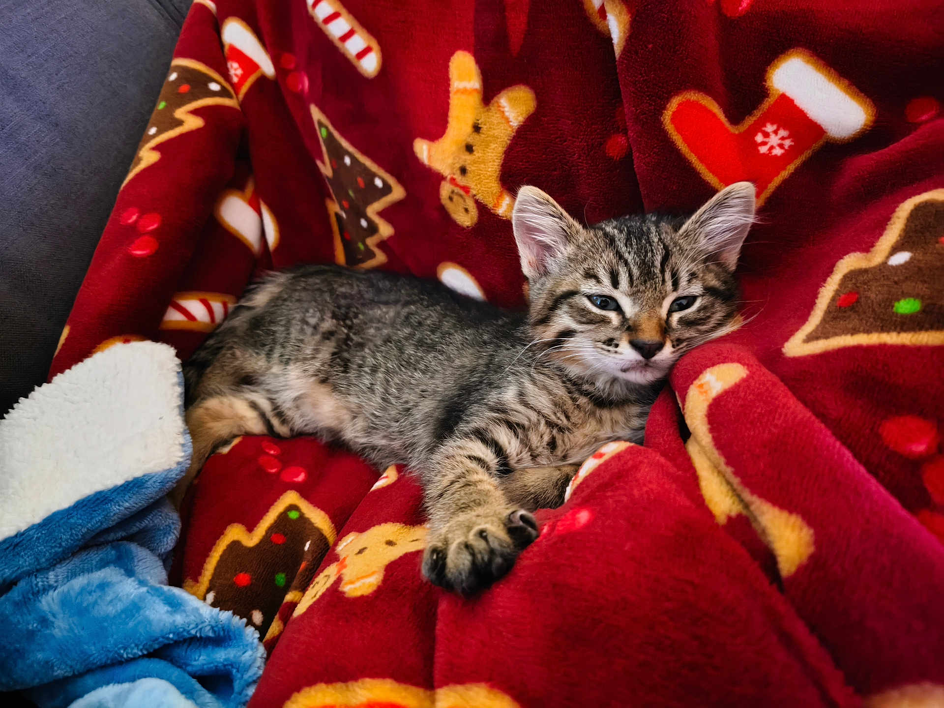 Achile a rejoint le concours — aidez-le/la à gagner de superbes lots ! kitten, cat, tabby, animal, pet, blanket, red, pattern, holiday, cozy, indoor, resting, cute, fur, whiskers, ears, paw, comfort, relaxation, soft