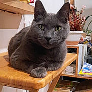 Samson is registered to the contest to win money with this photo: cat, gray_cat, animal, pet, feline, indoor, table, wooden_table, plant, potted_plant, furniture, household, relaxed, curious, closeup, portrait, whiskers, ears, paw, domestic
