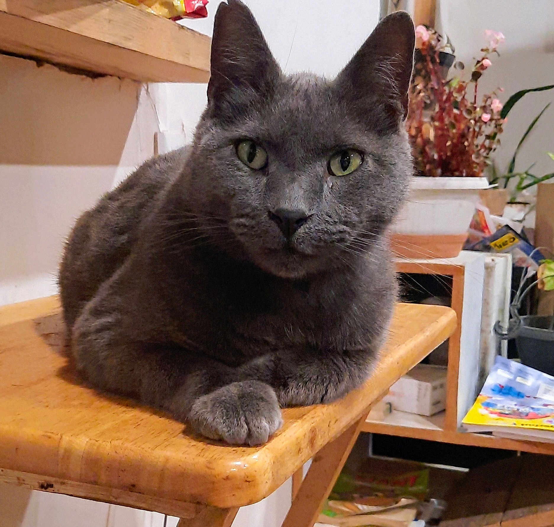 Samson