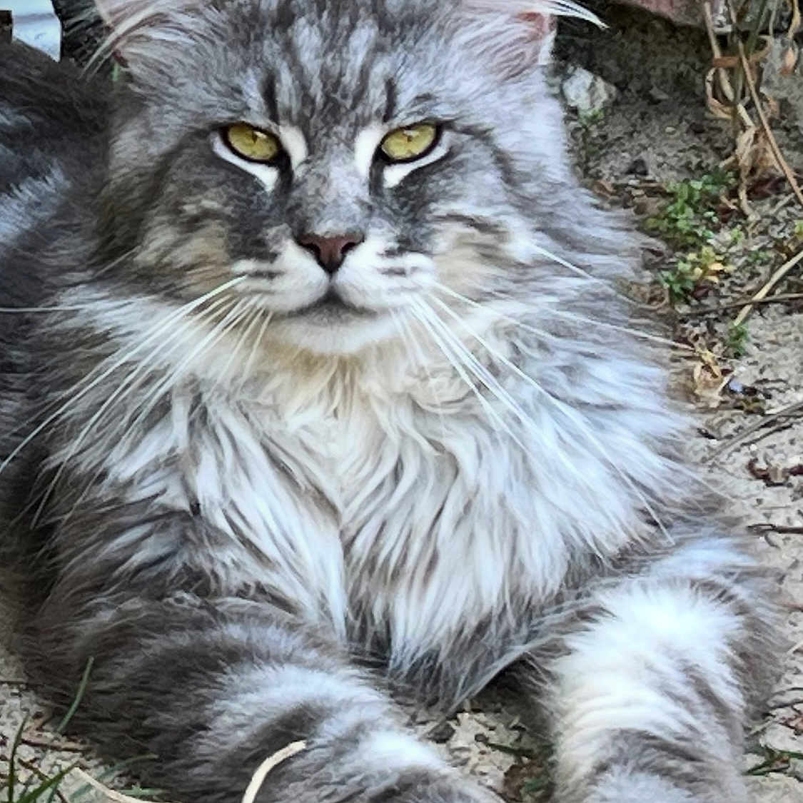 Phoebus participe au concours pour gagner de l'argent avec cette photo : animal, cat, close_up, dirt, ears, face, feline, fluffy_fur, grass, gray_cat, ground, lying_down, nature, outdoor, paws, pet, resting, tabby, whiskers, yellow_eyes