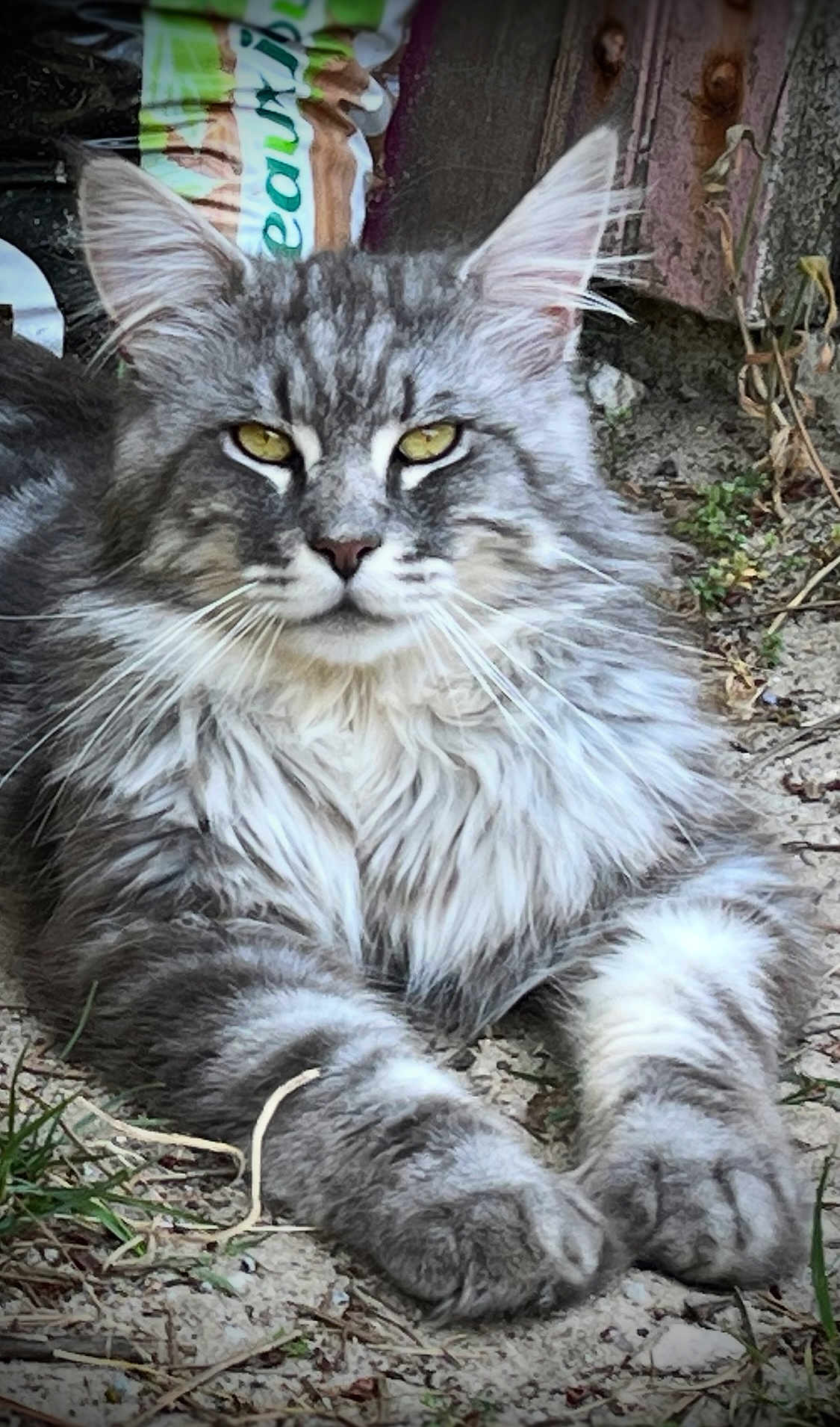 Phoebus