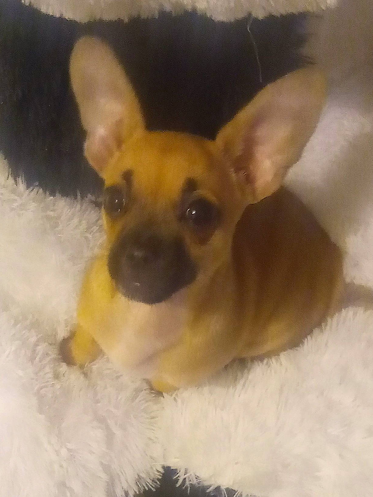 Ryder is registered to the contest to win money with this photo: canidae, carnivore, chihuahua, companion_dog, dog, dog_breed, dog_supply, ear, eye, fawn, fur, head, paw, russkiy_toy, snout, sporting_group, terrestrial_animal, toy_dog, whiskers, working_animal