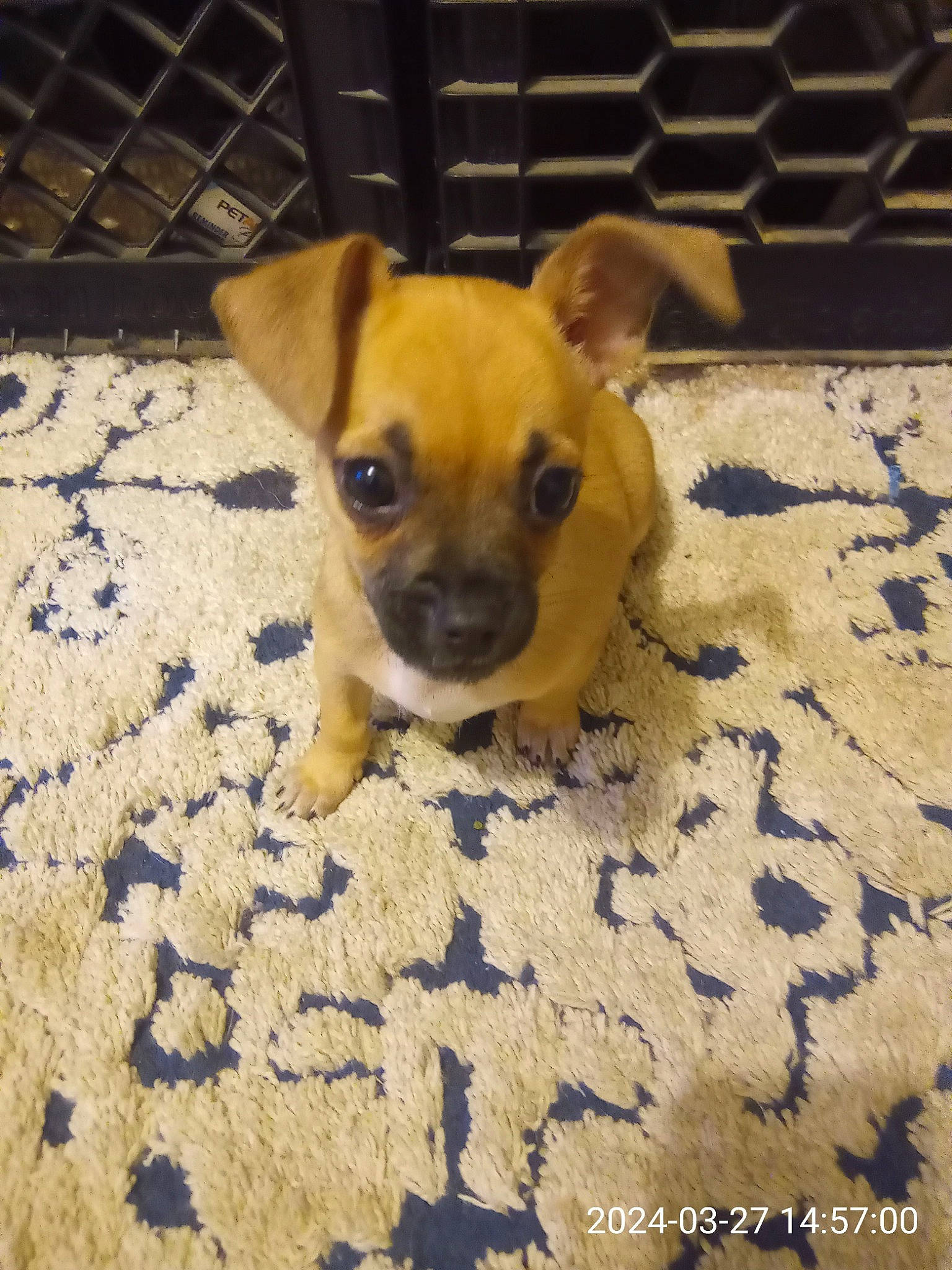 Ryder is registered to the contest to win money with this photo: canidae, carnivore, chihuahua, companion_dog, dog, dog_breed, dog_supply, fawn, floor, flooring, fur, linens, paw, pet_supply, snout, sporting_group, terrestrial_animal, toy_dog, whiskers, working_animal