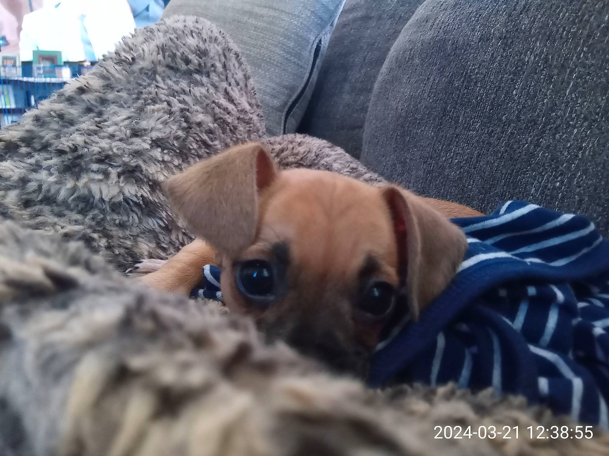 Ryder is registered to the contest to win money with this photo: canidae, carnivore, comfort, companion_dog, dog, dog_breed, fawn, fur, guard_dog, linens, non_sporting_group, paw, puppy_love, snout, sporting_group, terrestrial_animal, toy_dog, whiskers, working_animal, wrinkle