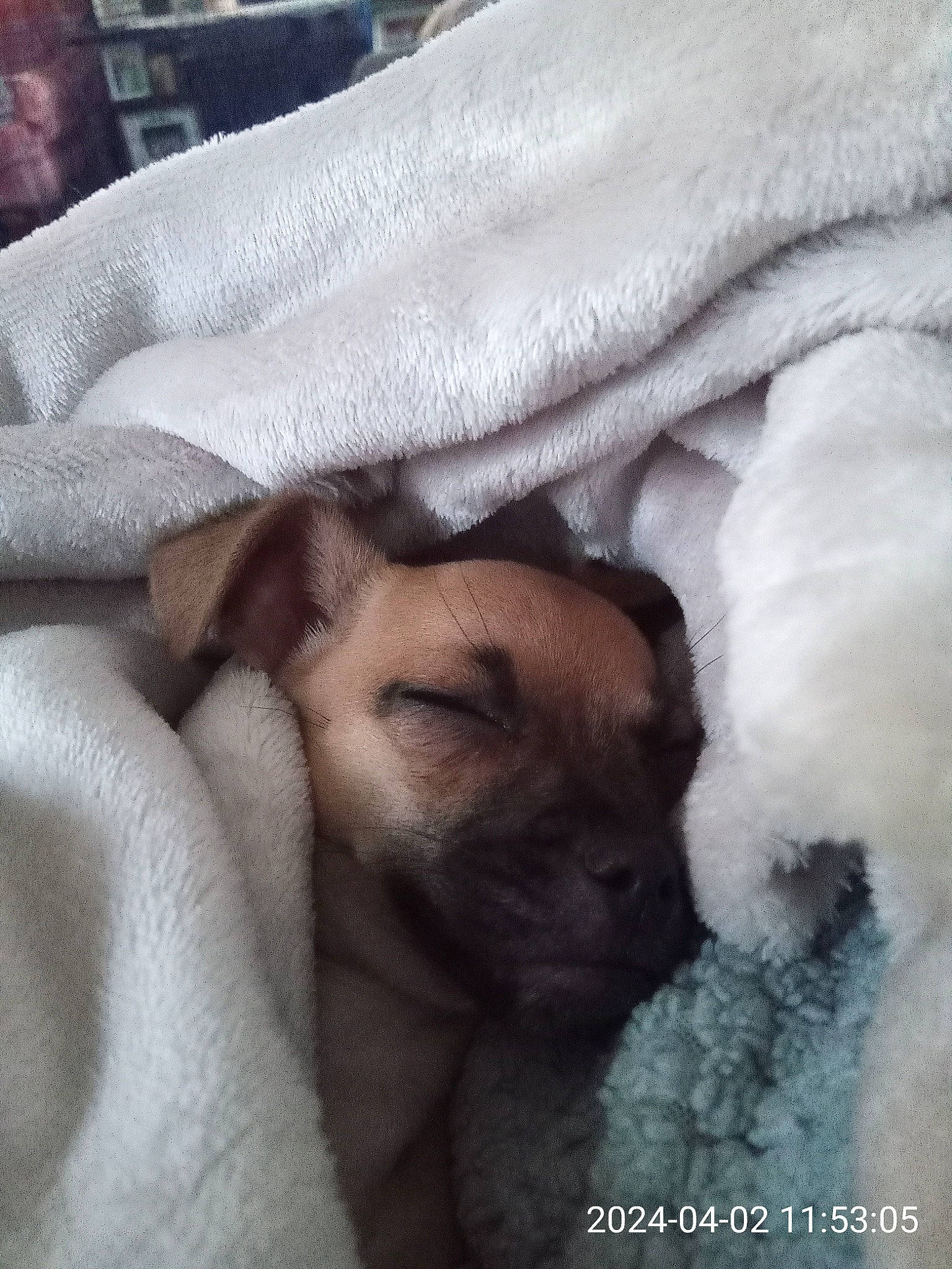 Ryder joined the competition — help win amazing prizes! bedding, bored, canidae, carnivore, cloud, comfort, companion_dog, dog, dog_breed, fawn, felidae, fur, linens, nap, paw, snout, sporting_group, toy_dog, whiskers, wrinkle