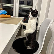 Oslo participe au concours pour gagner de l'argent avec cette photo : cat, black_and_white, chair, cushion, table, window, indoor, pet, curious, feline, wooden_floor, white_wall, reflection, domestic_animal, sitting, paw, looking, household, furniture, night