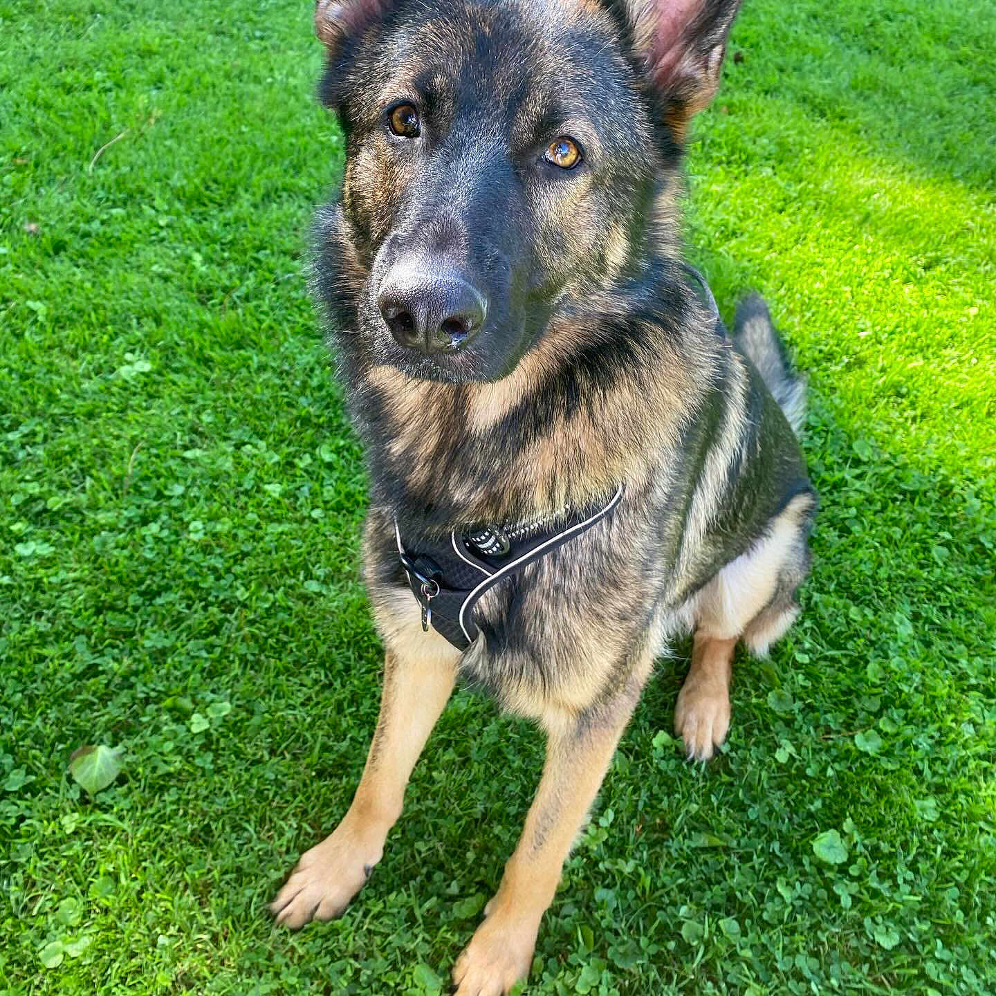 Tulum a rejoint le concours — aidez-le/la à gagner de superbes lots ! animal, canine, clothing, dog, field, footwear, germanshepherd, grass, grassland, green, lawn, nature, outdoors, person, pet, plant, policedog, puppy, shoe, yard