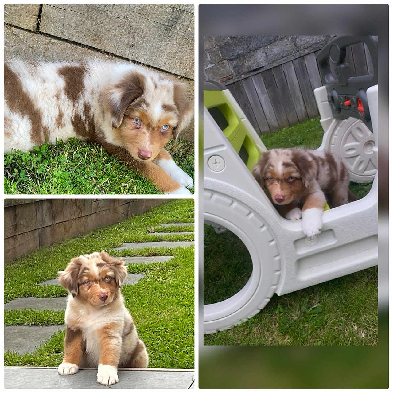 Vasko a rejoint le concours — aidez-le/la à gagner de superbes lots ! alloywheel, animal, art, backyard, canine, car, carwheel, collage, dog, grass, hound, husky, lawn, nature, outdoors, pet, plant, playarea, puppy, yard
