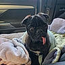 animal, black_fur, blanket, car_interior, car_seat, companion, cozy, curious, cute, dog, indoors, looking, pet, portrait, pug, resting, seatbelt, soft_texture, tongue_out, window