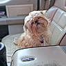 Bella Sue is registered to the contest to win money with this photo: animal, car, car_interior, collar, cup_holder, cute, dog, drink_container, indoor, leather_seat, passenger_seat, pet, photography, portrait, seated, shaggy_dog, small_dog, tag, travel_cup, vehicle