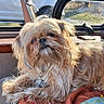 Bella Sue is registered to the contest to win money with this photo: animal, blanket, brown_fur, camper, collar, cushion, dog, leash, long_hair, lying_down, outdoor_view, pet, portrait, shaggy_dog, sitting, small_dog, sunlight, vehicle_interior, window, wood_trim