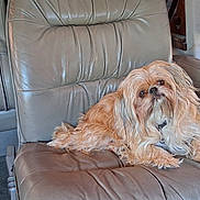 Bella Sue is registered to the contest to win money with this photo: armrest, bed, blanket, brown, carpet, cozy, curtains, dog, fluffy, furniture, indoor, leather_chair, natural_light, pet, relaxed, resting, seat, small_dog, vehicle_interior, window