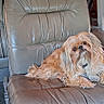 armrest, bed, blanket, brown, carpet, cozy, curtains, dog, fluffy, furniture, indoor, leather_chair, natural_light, pet, relaxed, resting, seat, small_dog, vehicle_interior, window