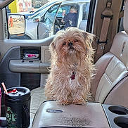 Bella Sue joined the competition — help win amazing prizes! animal, car, center_console, cup_holder, dashboard, dog, drink_cup, fluffy, interior, leather_seats, long_hair, outdoor, parked_car, pet, portrait, shih_tzu, sitting, small_dog, street, vehicle