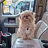animal, car, center_console, cup_holder, dashboard, dog, drink_cup, fluffy, interior, leather_seats, long_hair, outdoor, parked_car, pet, portrait, shih_tzu, sitting, small_dog, street, vehicle