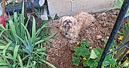 Bella Sue joined the competition — help win amazing prizes! animal, backyard, dirt, dog, fence, flowers, garden, garden_bed, greenery, leaves, long_hair, outdoor, plants, portrait, shaggy_dog, small_dog, soil, trellis, vegetable_garden, yellow_flowers
