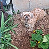 animal, backyard, dirt, dog, fence, flowers, garden, garden_bed, greenery, leaves, long_hair, outdoor, plants, portrait, shaggy_dog, small_dog, soil, trellis, vegetable_garden, yellow_flowers
