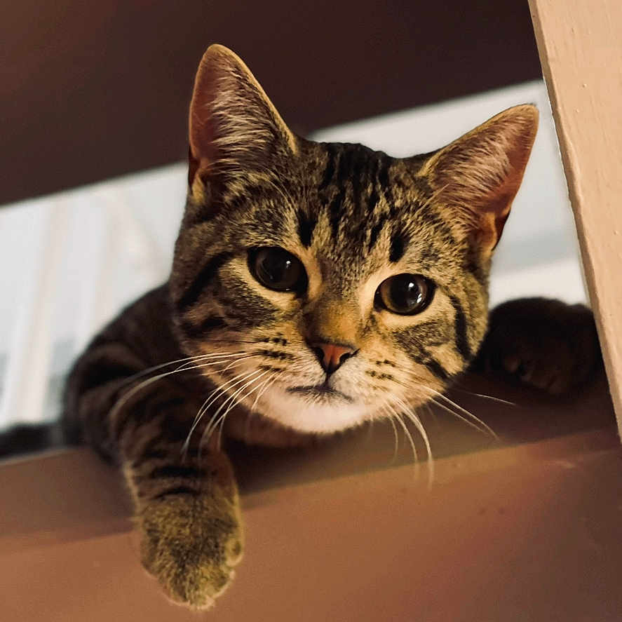 Raoul a rejoint le concours — aidez-le/la à gagner de superbes lots ! abyssinian, animal, cat, hardwood, kitten, manx, ocelot, pet, wood