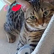Juzo participe au concours pour gagner de l'argent avec cette photo : american_shorthair, arabian_mau, asian, australian_mist, bengal, california_spangled, carnivore, cat, domestic_short_haired_cat, dragon_li, egyptian_mau, european_shorthair, felidae, mammal, ocicat, pixie_bob, small_to_medium_sized_cats, tabby_cat, vertebrate, whiskers