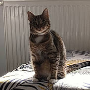 Mikasa a rejoint le concours — aidez-le/la à gagner de superbes lots ! cat, tabby_cat, indoor, bed, blanket, pattern, leaf_pattern, sunlight, window, radiator, lantern, feline, pet, sitting, curious, white_paws, striped, cozy, home, animal