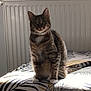 cat, tabby_cat, indoor, bed, blanket, pattern, leaf_pattern, sunlight, window, radiator, lantern, feline, pet, sitting, curious, white_paws, striped, cozy, home, animal