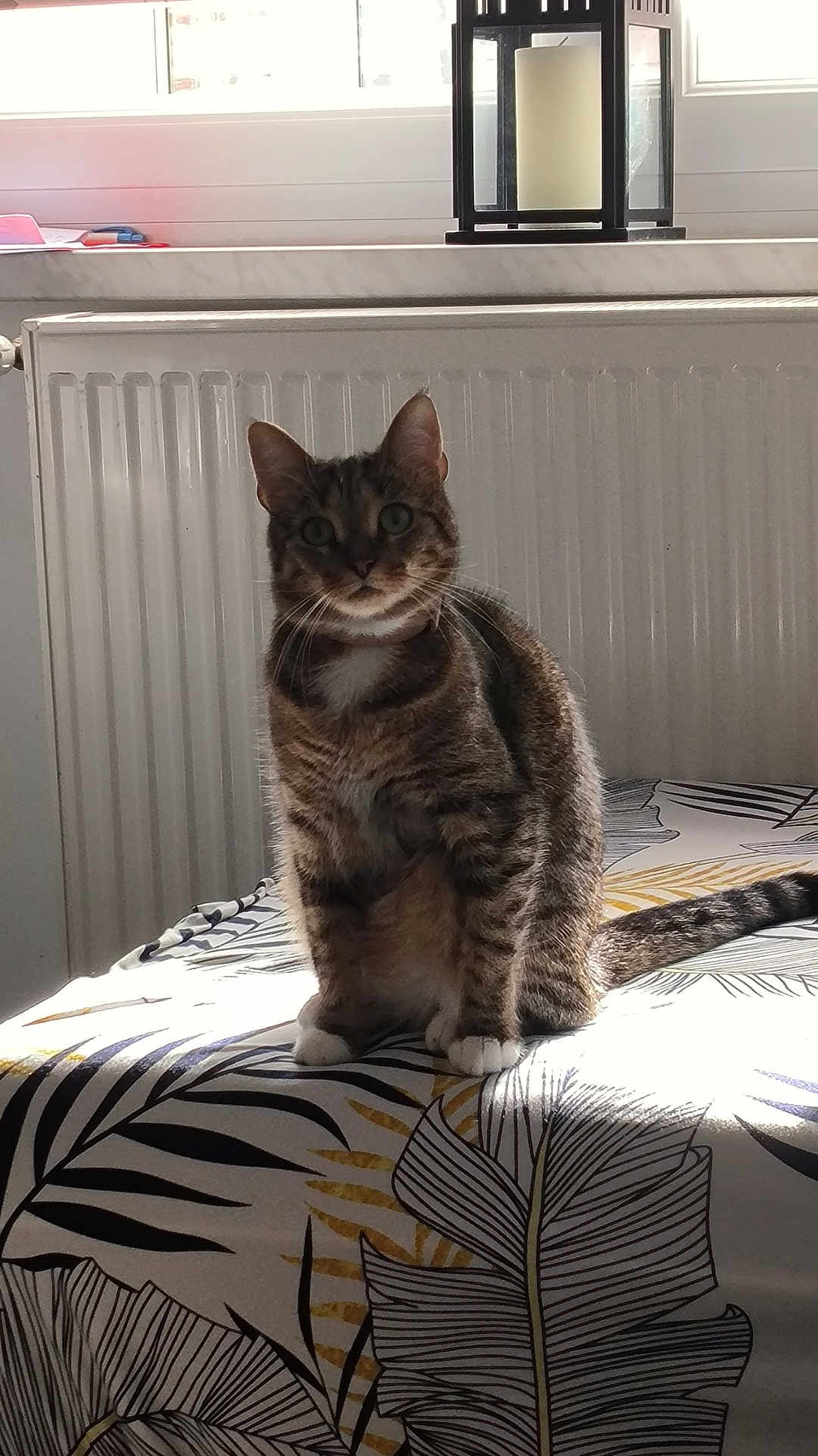 Mikasa a rejoint le concours — aidez-le/la à gagner de superbes lots ! cat, tabby_cat, indoor, bed, blanket, pattern, leaf_pattern, sunlight, window, radiator, lantern, feline, pet, sitting, curious, white_paws, striped, cozy, home, animal