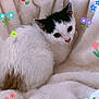 Vanille a rejoint le concours — aidez-le/la à gagner de superbes lots ! cat, kitten, white_fur, black_fur, blanket, soft_texture, cute, animal, pet, cozy, resting, indoor, fluffy, closeup, portrait, colorful_flowers, cartoon_flowers, decorative, sleepy, relaxed