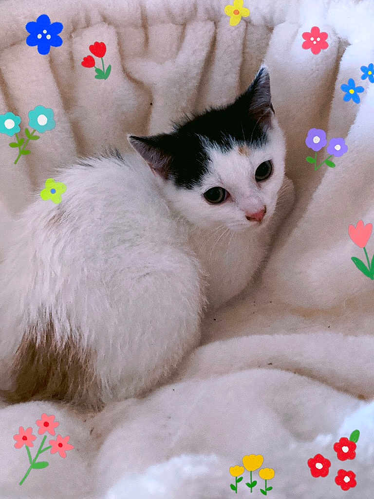 Vanille a rejoint le concours — aidez-le/la à gagner de superbes lots ! cat, kitten, white_fur, black_fur, blanket, soft_texture, cute, animal, pet, cozy, resting, indoor, fluffy, closeup, portrait, colorful_flowers, cartoon_flowers, decorative, sleepy, relaxed