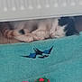 Vanille a rejoint le concours — aidez-le/la à gagner de superbes lots ! cat, sleeping, floor, towel, bat_design, toy_ball, cozy, resting, indoor, pet, fur, white_black_cat, calm, wooden_floor, animal, cute, domestic, relaxing, small, quiet