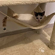 Vanille a rejoint le concours — aidez-le/la à gagner de superbes lots ! cat, kitten, hammock, cat_tree, pet, indoor, feline, curious, relaxed, animal, fur, tail, whiskers, soft, cozy, floor, home, resting, cute, young